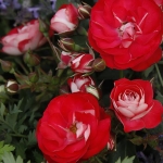 Rosige Landdrostei / Розіге Ланддростай
